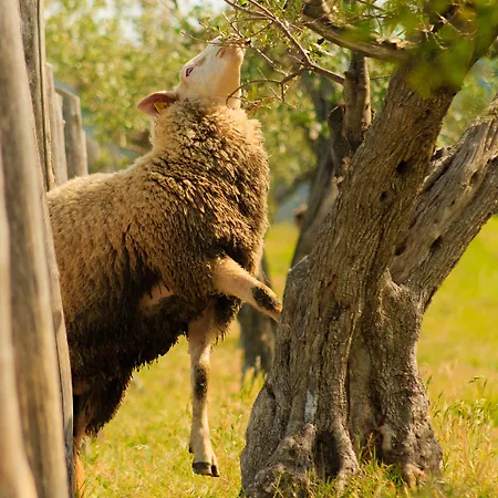 ルレ サンテレーナ 4* ビッボーナ